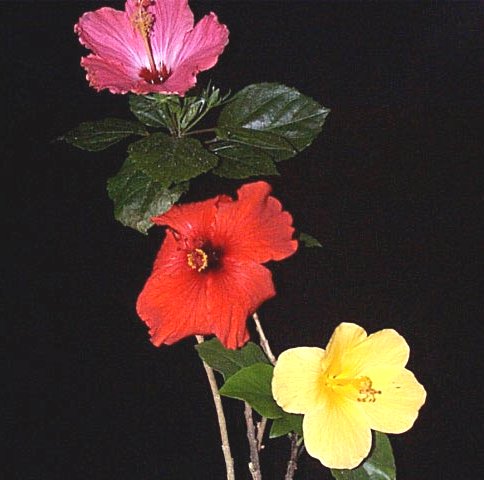 راهنمای نگهداری و پرورش گل و گیاهان زینتی - ختمی چینی